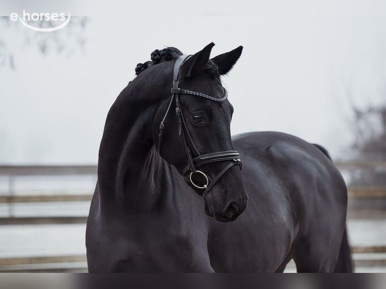 Hanoverian Gelding 5 years 16.1 hh Black in Riedstadt