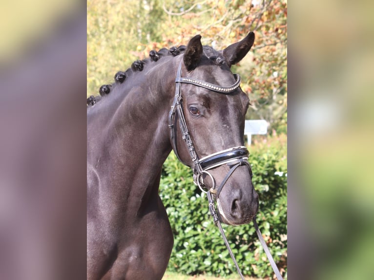 Hanoverian Gelding 5 years 16.1 hh Black in Selsingen