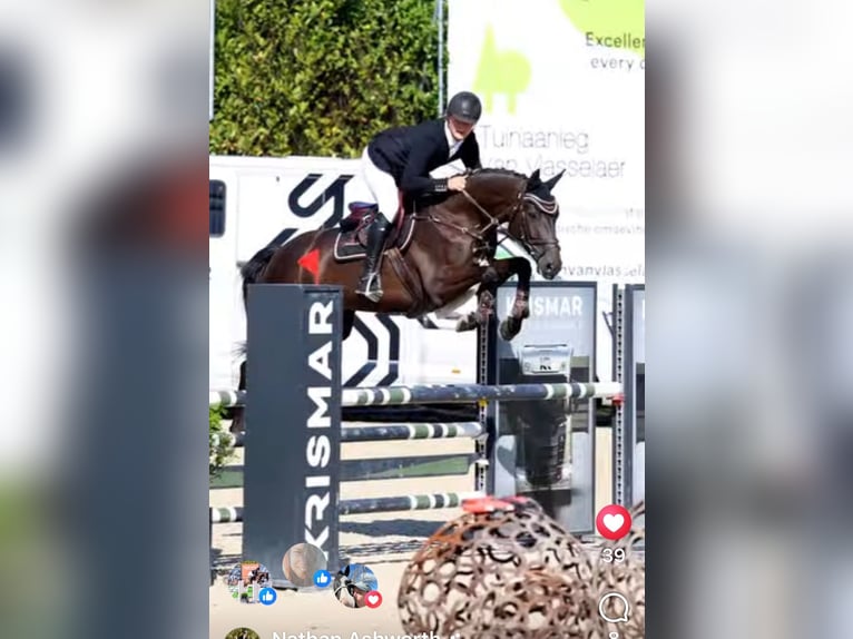 Hanoverian Gelding 5 years 16.1 hh Black in Bad Kreuznach