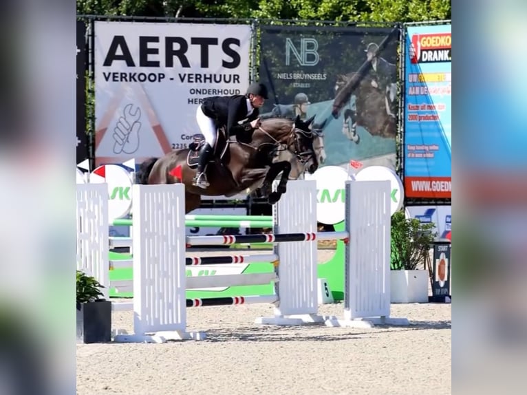 Hanoverian Gelding 5 years 16.1 hh Black in Bad Kreuznach