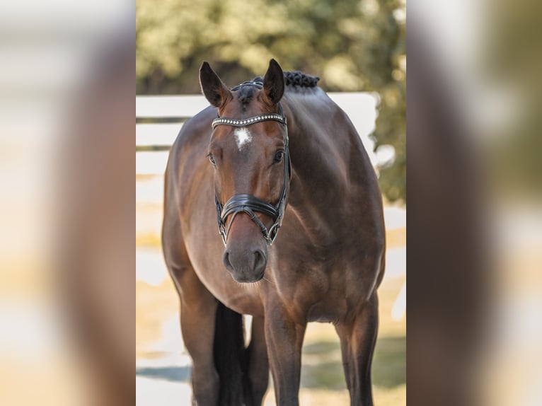 Hanoverian Gelding 5 years 16,1 hh Brown in Bodenkirchen