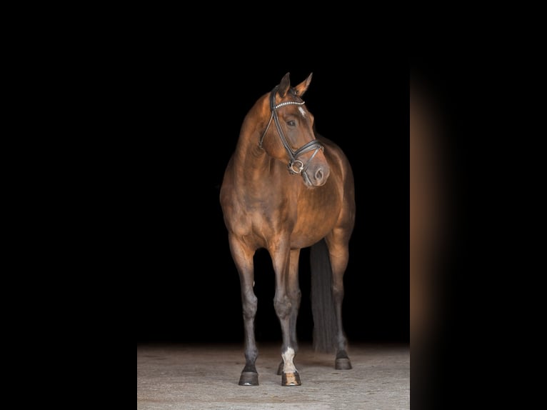 Hanoverian Gelding 5 years 16,1 hh Brown in Bodenkirchen