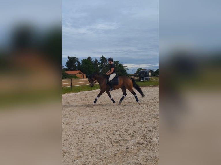 Hanoverian Gelding 5 years 16,1 hh Brown in Einhausen