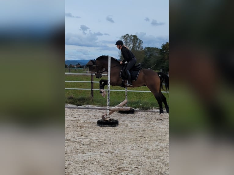 Hanoverian Gelding 5 years 16,1 hh Brown in Einhausen