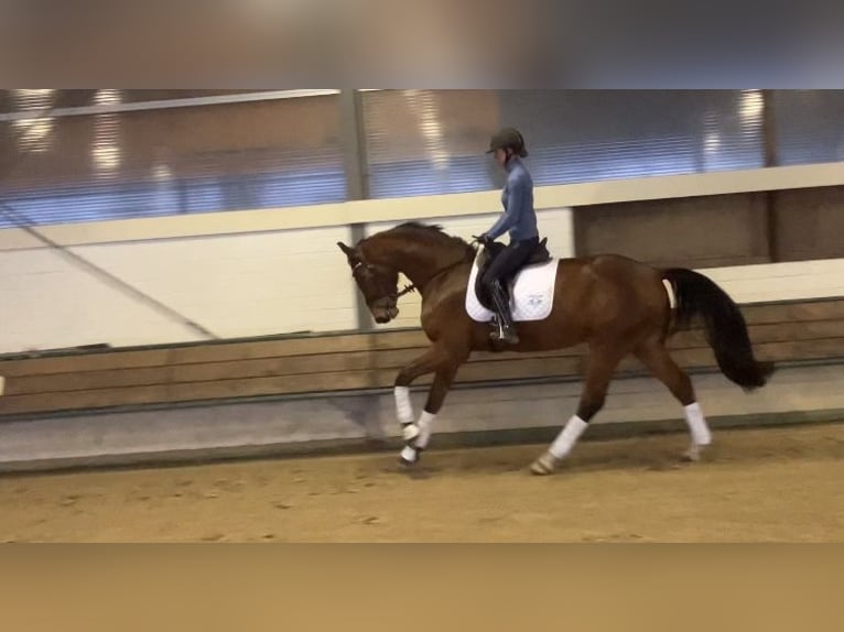 Hanoverian Gelding 5 years 16,1 hh Brown in Schwarmstedt