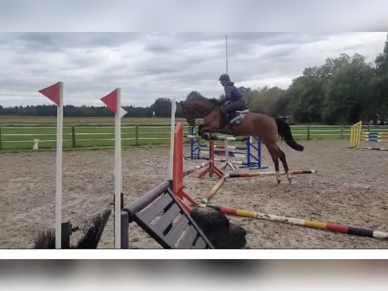 Hanoverian Gelding 5 years 16,1 hh Brown in Schwarmstedt