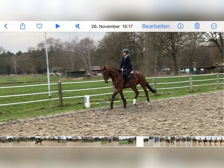 Hanoverian Gelding 5 years 16,1 hh Brown in Schwarmstedt