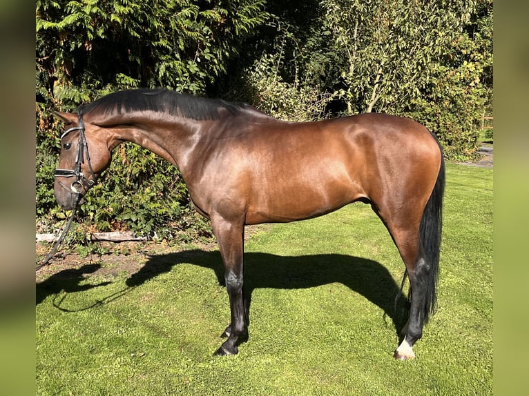 Hanoverian Gelding 5 years 16,1 hh Brown in Hamm