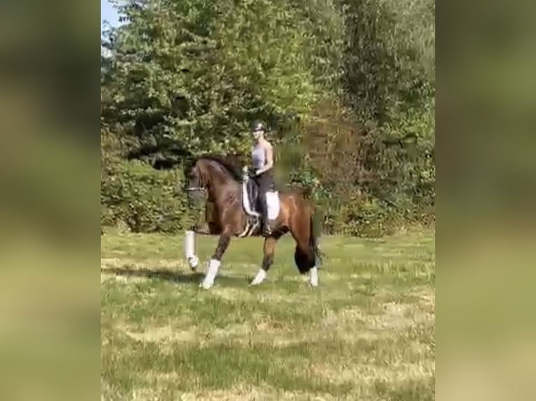 Hanoverian Gelding 5 years 16,1 hh Brown in Hamm