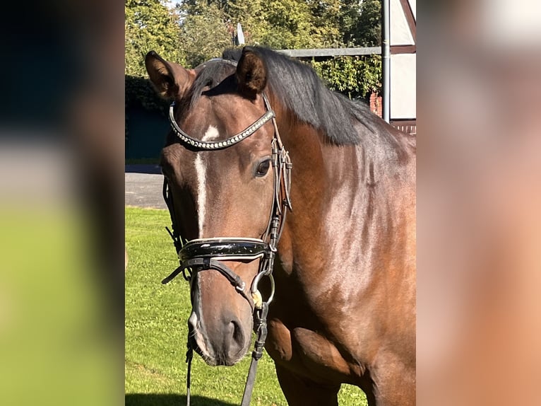 Hanoverian Gelding 5 years 16,1 hh Brown in Hamm