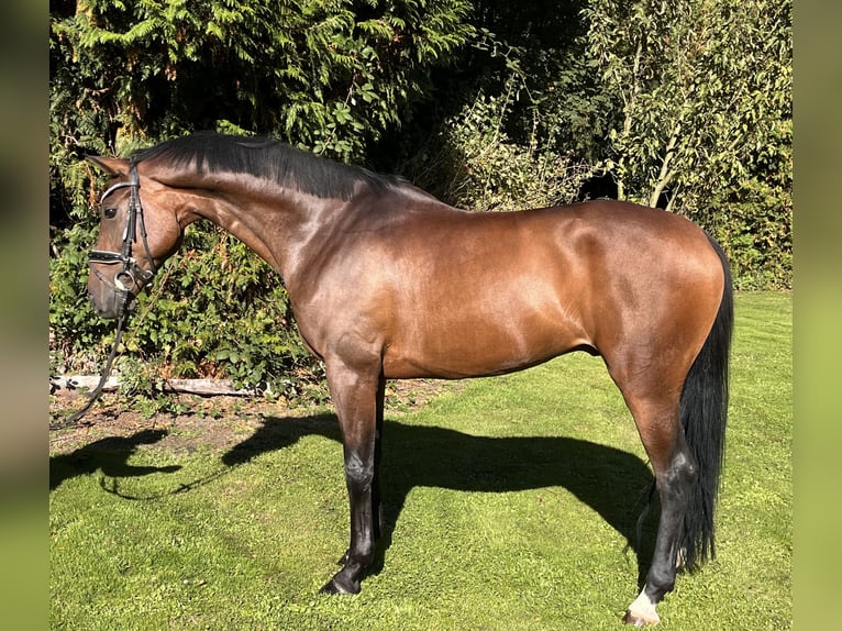 Hanoverian Gelding 5 years 16,1 hh Brown in Hamm