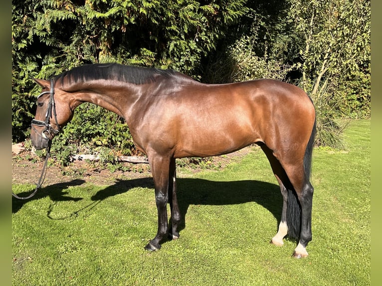 Hanoverian Gelding 5 years 16,1 hh Brown in Hamm