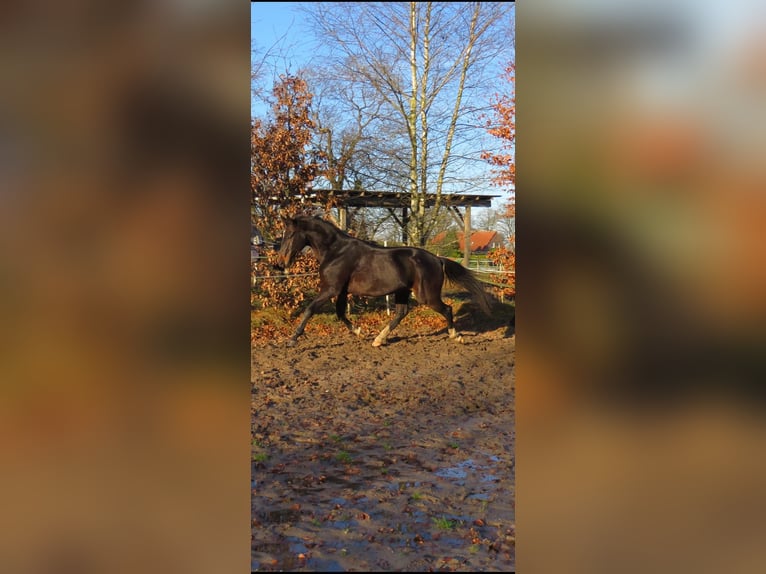 Hanoverian Gelding 5 years 16,1 hh Brown in Jever