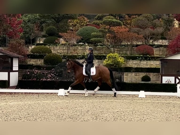 Hanoverian Gelding 5 years 16,1 hh Brown in Kronberg im Taunus