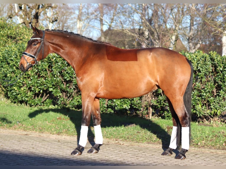 Hanoverian Gelding 5 years 16,1 hh Brown in Selsingen