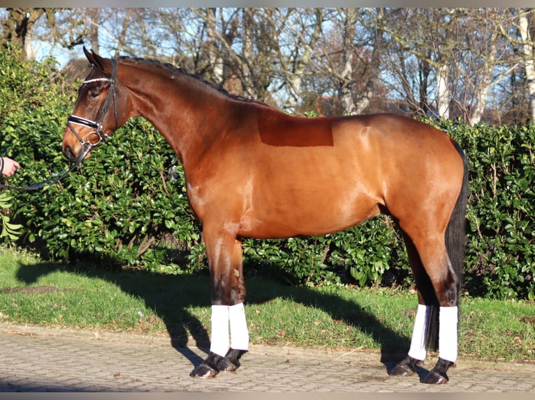 Hanoverian Gelding 5 years 16,1 hh Brown in Selsingen