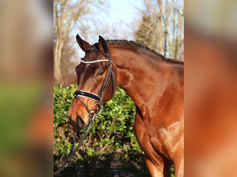 Hanoverian Gelding 5 years 16,1 hh Brown in Selsingen