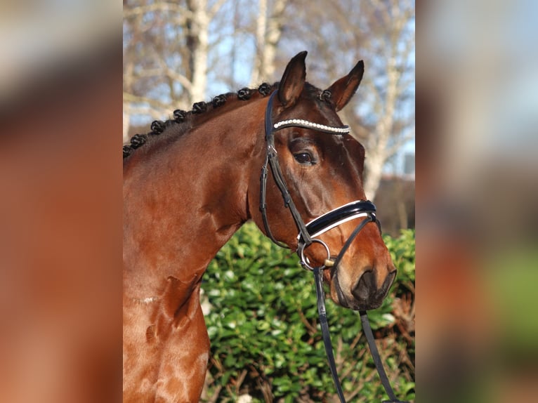 Hanoverian Gelding 5 years 16,1 hh Brown in Selsingen