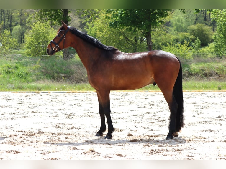 Hanoverian Gelding 5 years 16,1 hh Brown in Standenbühl