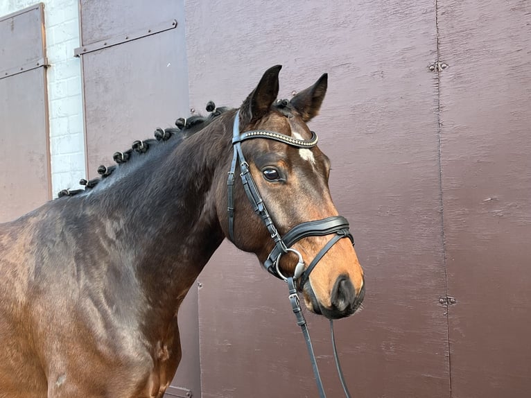 Hanoverian Gelding 5 years 16,1 hh Brown in Nienburg (Weser)