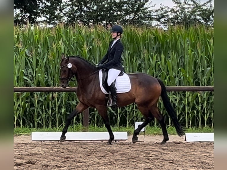 Hanoverian Gelding 5 years 16,1 hh Brown in Nienburg (Weser)