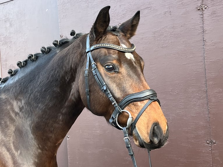 Hanoverian Gelding 5 years 16,1 hh Brown in Nienburg (Weser)