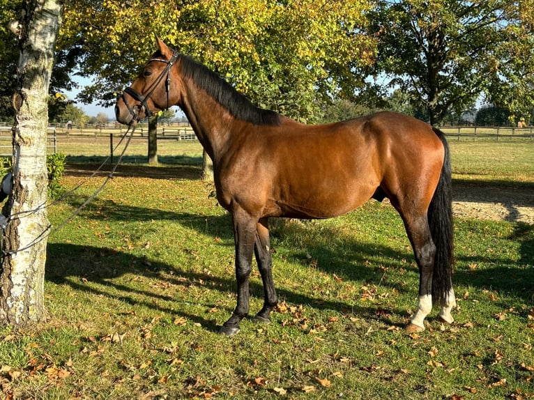 Hanoverian Gelding 5 years 16,1 hh Brown in Pulheim