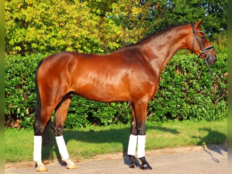 Hanoverian Gelding 5 years 16,1 hh Brown in Selsingen