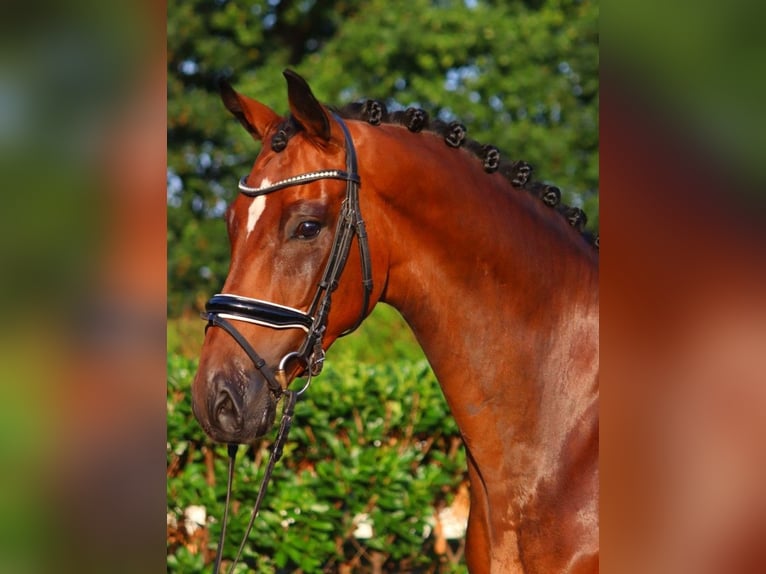 Hanoverian Gelding 5 years 16,1 hh Brown in Selsingen