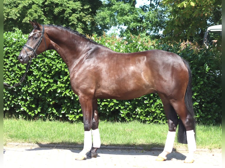Hanoverian Gelding 5 years 16.1 hh Brown in Selsingen