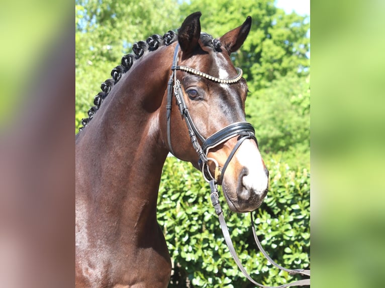 Hanoverian Gelding 5 years 16.1 hh Brown in Selsingen