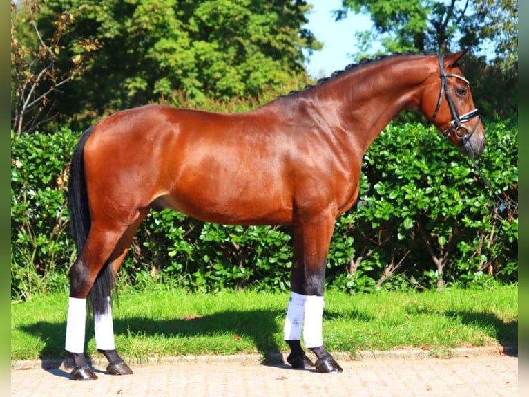 Hanoverian Gelding 5 years 16.1 hh Brown in Selsingen