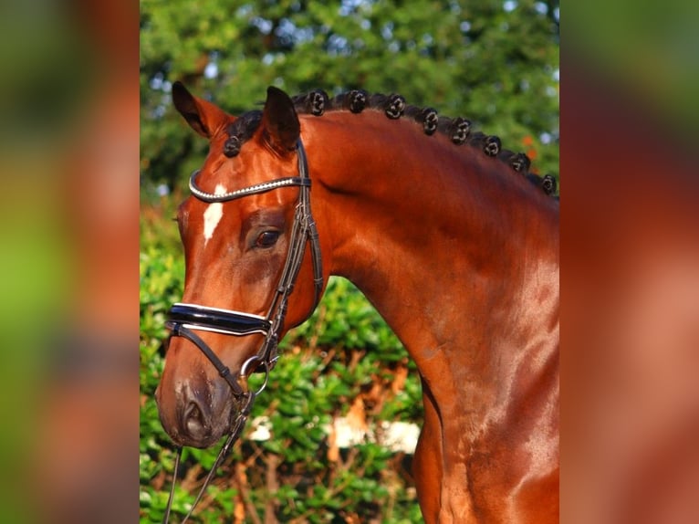 Hanoverian Gelding 5 years 16,1 hh Brown in Selsingen