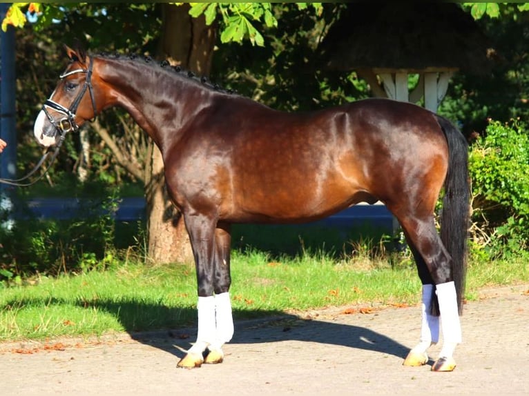 Hanoverian Gelding 5 years 16,1 hh Brown in Selsingen