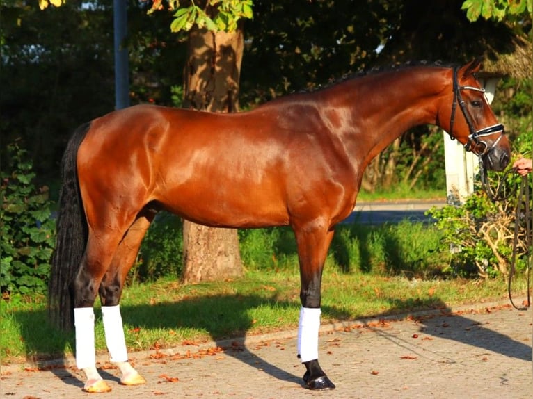 Hanoverian Gelding 5 years 16,1 hh Brown in Selsingen