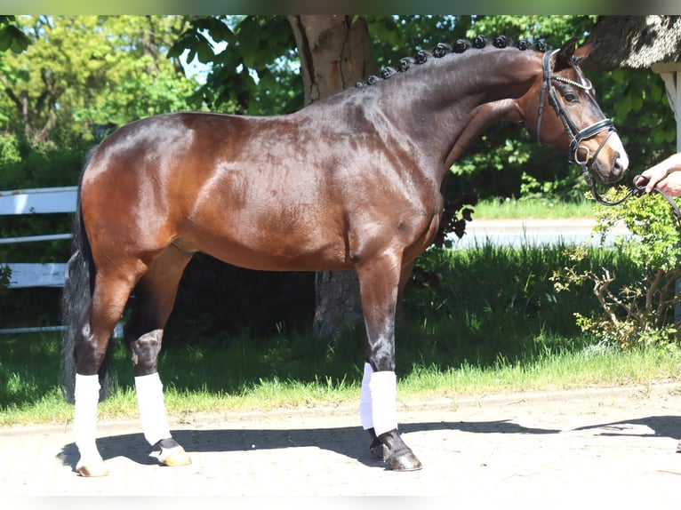Hanoverian Gelding 5 years 16.1 hh Brown in Selsingen