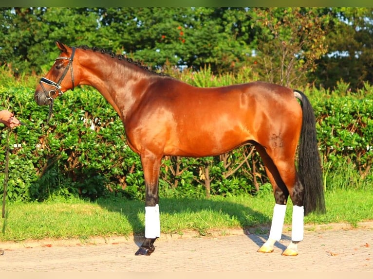 Hanoverian Gelding 5 years 16,1 hh Brown in Selsingen