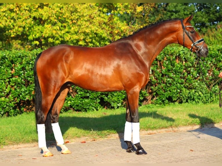 Hanoverian Gelding 5 years 16,1 hh Brown in Selsingen