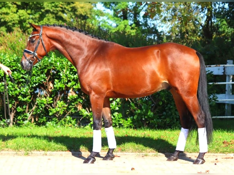 Hanoverian Gelding 5 years 16.1 hh Brown in Selsingen