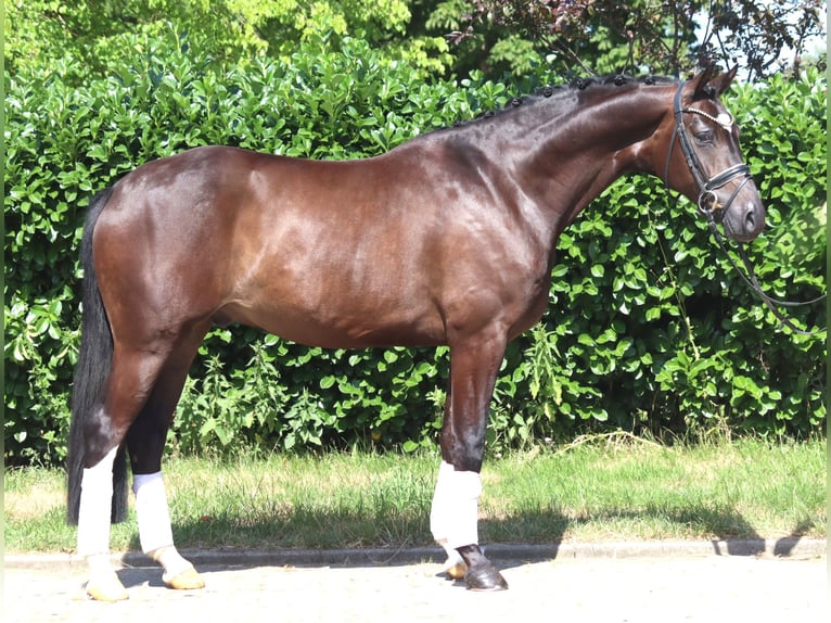 Hanoverian Gelding 5 years 16.1 hh Brown in Selsingen
