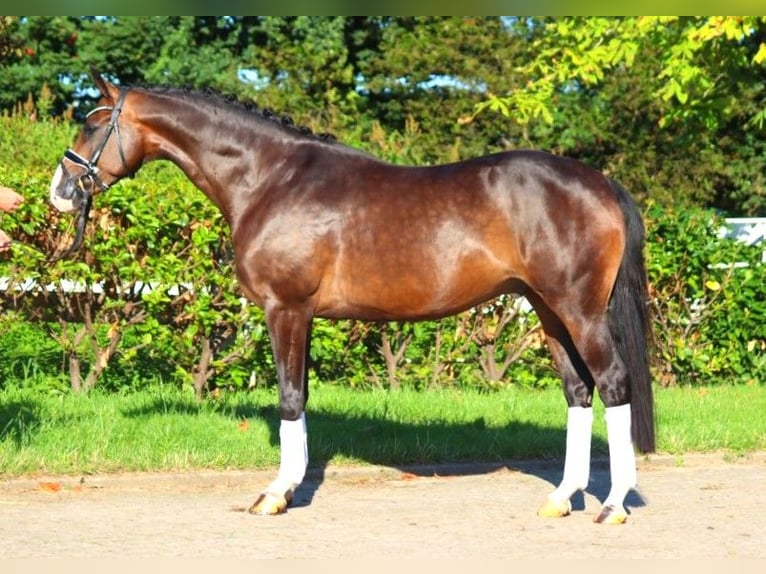 Hanoverian Gelding 5 years 16,1 hh Brown in Selsingen