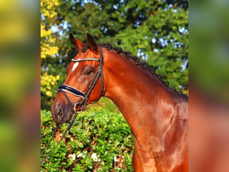 Hanoverian Gelding 5 years 16,1 hh Brown in Selsingen