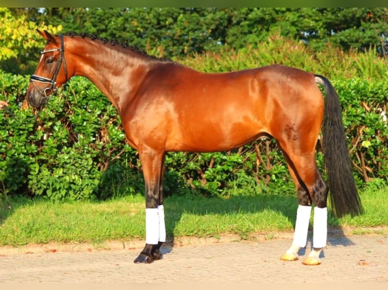 Hanoverian Gelding 5 years 16,1 hh Brown in Selsingen