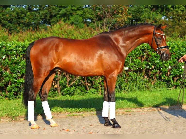 Hanoverian Gelding 5 years 16,1 hh Brown in Selsingen