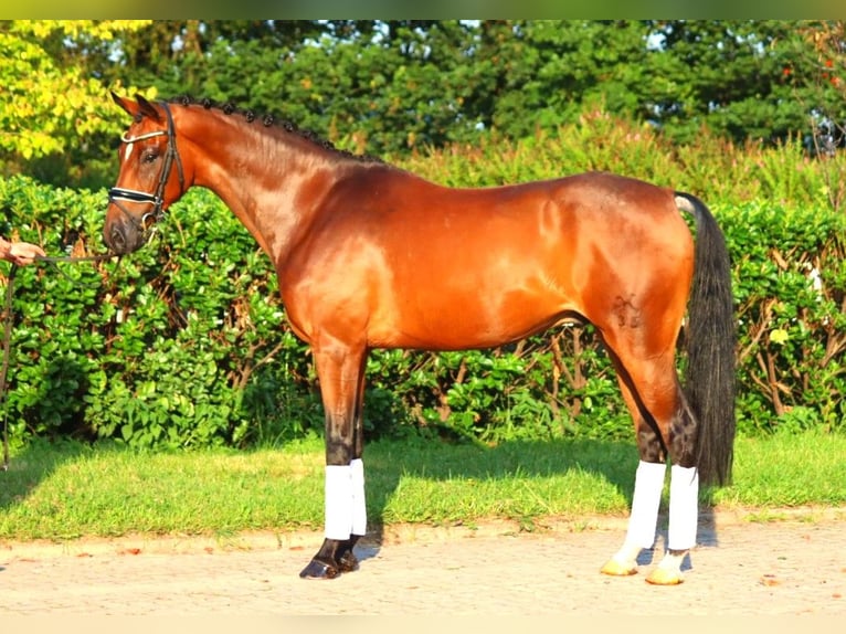 Hanoverian Gelding 5 years 16,1 hh Brown in Selsingen