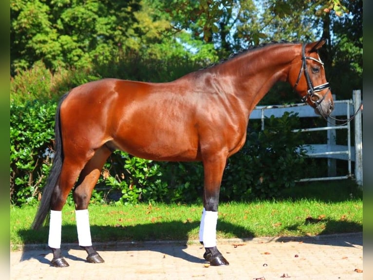 Hanoverian Gelding 5 years 16.1 hh Brown in Selsingen