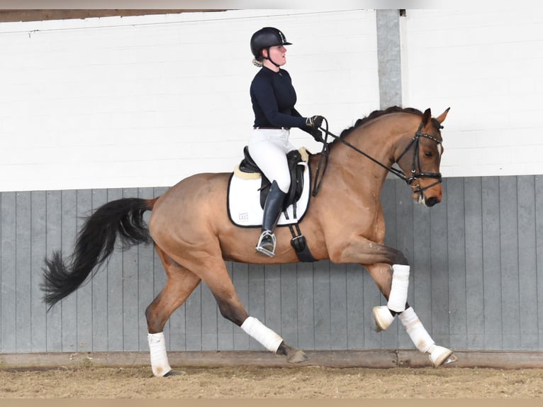 Hanoverian Gelding 5 years 16,1 hh Brown in Tiddische