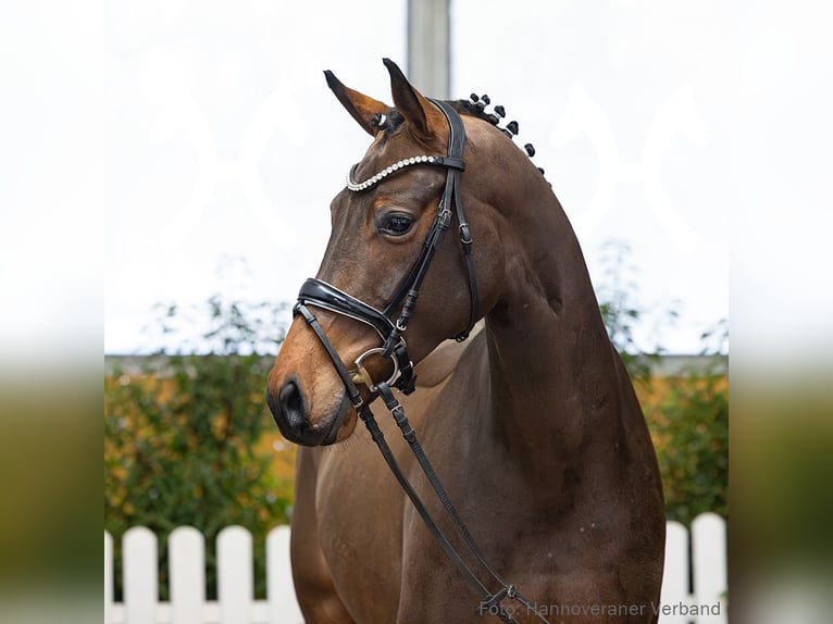 Hanoverian Gelding 5 years 16.1 hh Brown in Verden