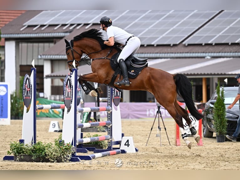 Hanoverian Gelding 5 years 16.1 hh Brown in Aying