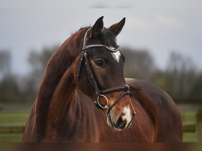 Hanoverian Gelding 5 years 16,1 hh Brown in Riedstadt